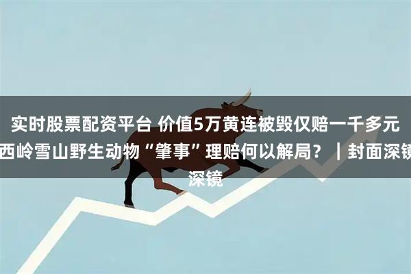 实时股票配资平台 价值5万黄连被毁仅赔一千多元 西岭雪山野生动物“肇事”理赔何以解局？｜封面深镜